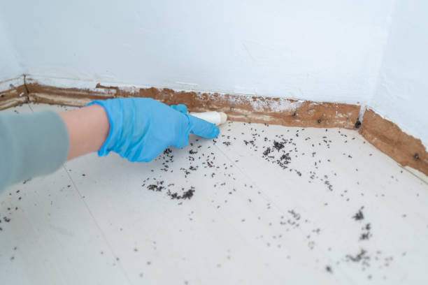 Best Rat Extermination Near Me  in Youngsville, NC
